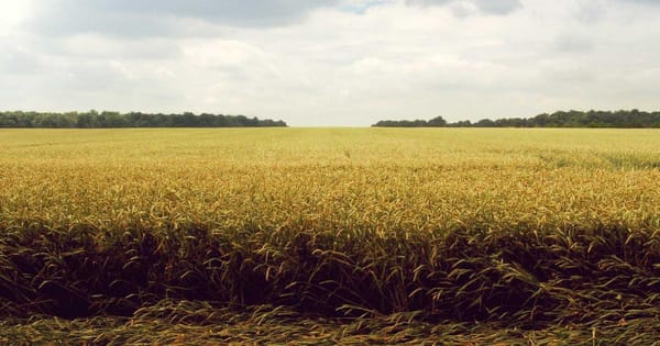 Grandmother Jailed 5 Months After AI Facial Recognition Error